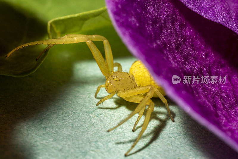 黄花蟹蛛(Misumena vatia)